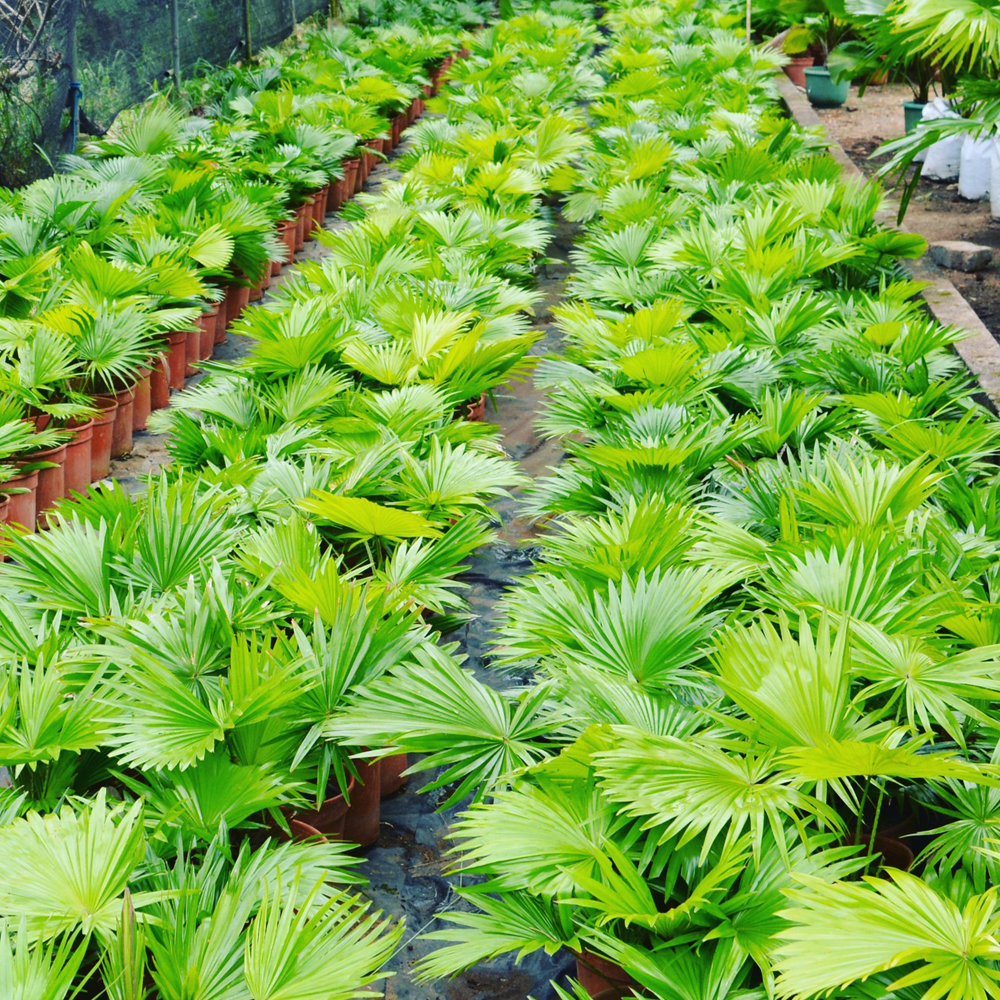 plants